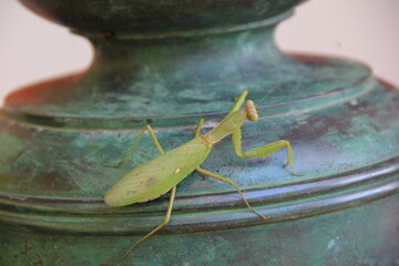 背面側から見た、緑色のカマキリ