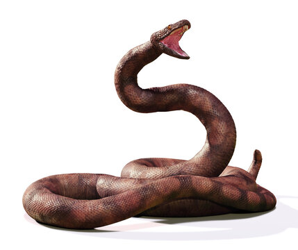 Titanoboa, the largest snake that ever lived, isolated on white background