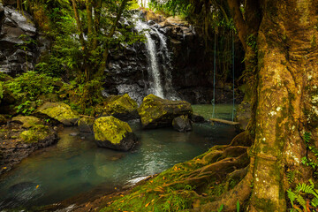Waterfall landscape. Beautiful hidden waterfall in tropical rainforest. Tree with a swing. Fast shutter speed. Sing Sing Angin waterfall, Bali, Indonesia