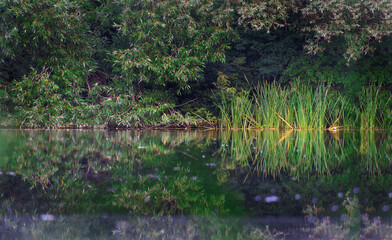 River bank. beautiful landscape. morning on the river.