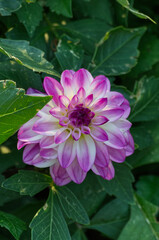 Obraz premium Pink and White Dahlia in Bloom