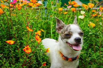 puppy in the flower garden