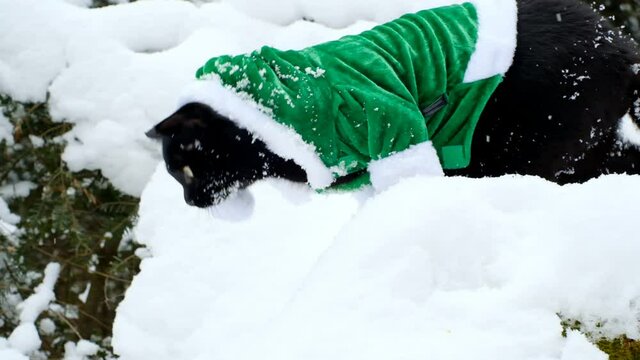 Elf cat. Christmas for pets.Black cat in a green elf costume in a winter snowy forest.slow motion. Santa's pets. Christmas and New Year holidays. High quality 4k footage