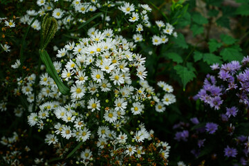 flowers in the garden
