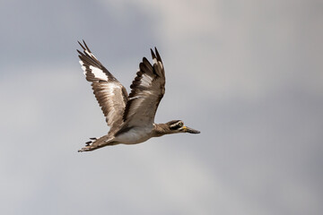 Great thick-knee is flying on the sky and got the sun ray in the morning.