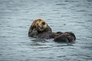 Sea otter close up portrait