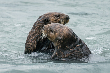 Obraz premium Sea otter close up portrait