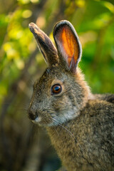 Snowshoe Hare in summer colours close up portrait