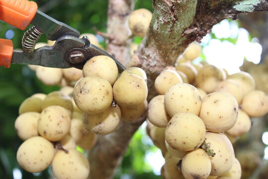 Longkong is thai tropical sweet fruits