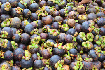 Thai tropical fruits, sweet mangoteen in Thailand