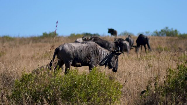 Small Wildebeest herd grazing, South African wildlife safari - Focus rack