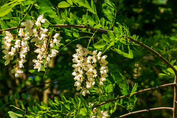 Wunderschöne Blütentrauben einer blühenden Pinie
