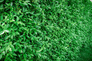 A wall or fence made of green leafy plants, nature textured background.