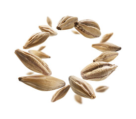 Barley malt grains levitate on a white background