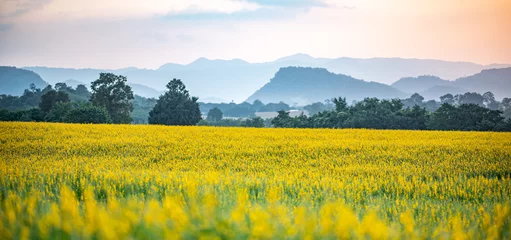 Fotobehang natuur landschap buiten weide veld van gele bloem in de zomer, mooie bloesem groen gras plant achtergrond met blauwe lucht, platteland land in de lente © chokniti