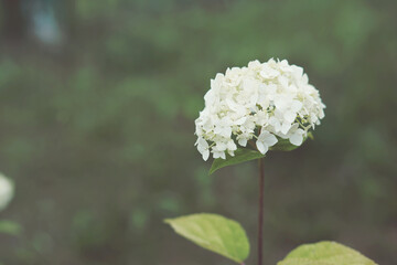 Beautiful white hudrangea with leaves in a garden. toned photo. copy space