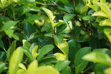 Gold mound leaves. Also called Sinyo nakal, Duranta erecta, teh-tehan, alba, aurea, geisha girl, sapphire showers and variegata