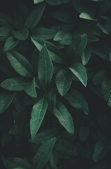 Green leaves background. Tropical dark texture. Top view, vertical