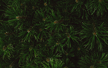Fototapeta na wymiar Green fir tree texture. Abstract nature or christmas tree background. Top view