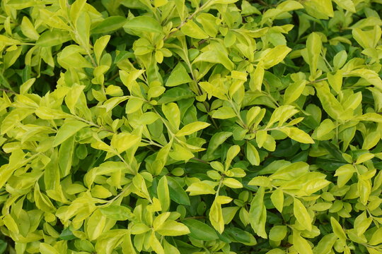 Gold mound leaves. Also called Sinyo nakal, Duranta erecta, teh-tehan, alba, aurea, geisha girl, sapphire showers and variegata
