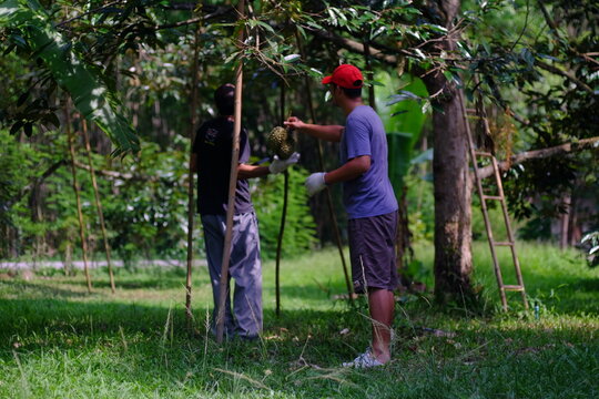 Farmers holding prickle orchard. Male workers collect green durian. Cultivation and gardening concept in thailand. Asian farmers holding fruits hanging in tropical orchard in thailand