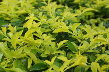 Gold mound leaves. Also called Sinyo nakal, Duranta erecta, teh-tehan, alba, aurea, geisha girl, sapphire showers and variegata