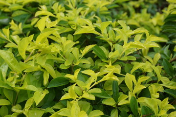 Gold mound leaves. Also called Sinyo nakal, Duranta erecta, teh-tehan, alba, aurea, geisha girl, sapphire showers and variegata
