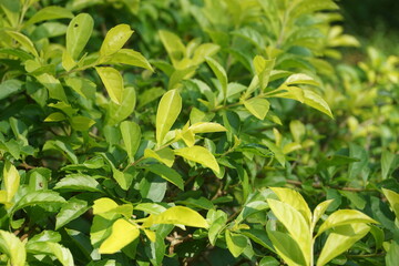 Gold mound leaves. Also called Sinyo nakal, Duranta erecta, teh-tehan, alba, aurea, geisha girl, sapphire showers and variegata