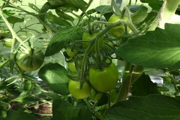 Many green organic tomatoes with many leaves around growing on the branches. Gardening in greenhouse. Close up of green tomato bush. July 2021