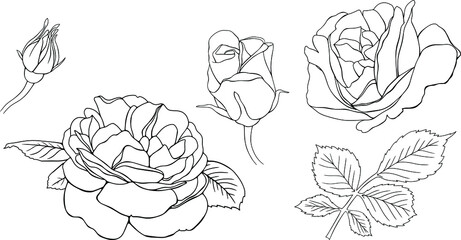 Roses flowers isolated on white. Hand drawn line vector illustration. Eps10
