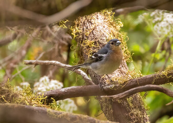Common Chaffinch - El Hierro subspecies