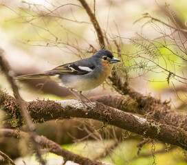 Common Chaffinch - El Hierro subspecies