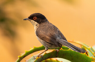 Sardinian warbler