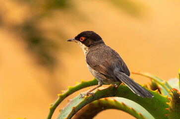 Sardinian warbler