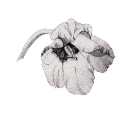 Grey tulips hand drawing isolated on white background botanical illustration for all prints.