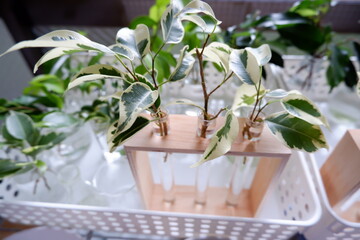 観葉植物　ベンジャミン