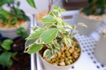 観葉植物　ベンジャミン