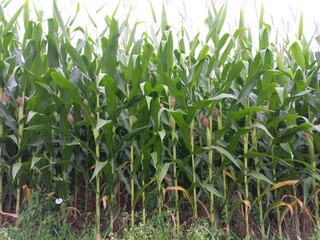 A maize field with growing corn plants.