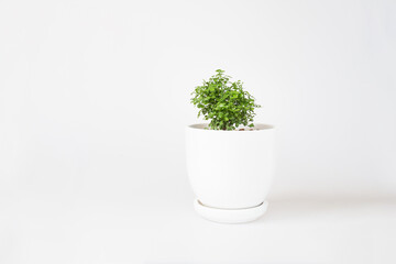 Miniature plants on white background. Small tree in white pot, Garden in tray.