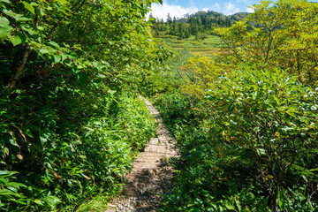 新潟県糸魚川市、妙高市にある火打山、妙高山の登山をしている風景...