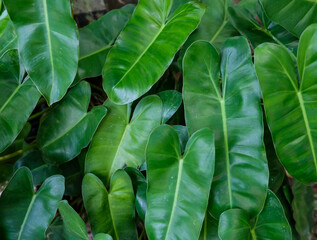 Tropical green foliage of southeast asian countries. Elephant Ear Plant. Great for landscaping, ornamental and potted plant indoor or outdoor.