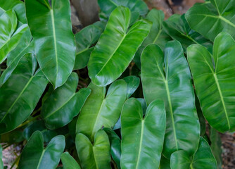Fototapeta premium Tropical green foliage of southeast asian countries. Elephant Ear Plant. Great for landscaping, ornamental and potted plant indoor or outdoor.