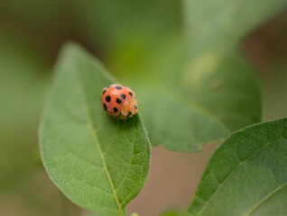 Fototapeta premium ladybug on green leaf
