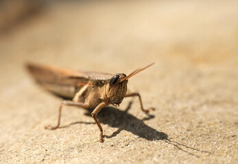 macro of a grasshopper