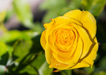 Beautiful yellow flowers on blurred background with leaves and copy space on the left. Autumn or summer festive natural background.Close up of yellow  flower on blurred green background under sun