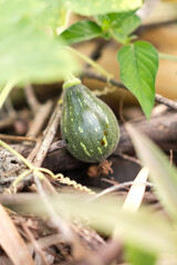 Young pumpkin in a garden.