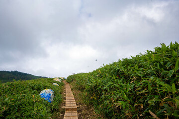 新潟県糸魚川市、妙高市にある火打山、妙高山の登山をしている風景 Scenery of climbing Mount Hiuchi and Mount Myoko in Itoigawa and Myoko City, Niigata Prefecture.