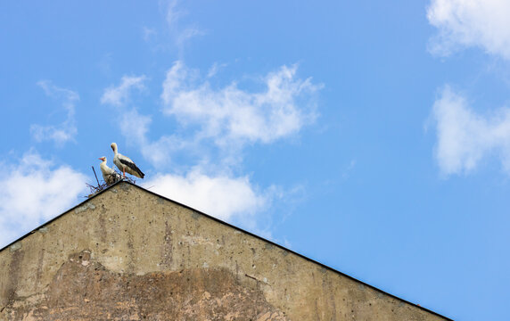 A bird sitting on top of a building. Seagulls sit on the roof of the house with free copy space on right on text.