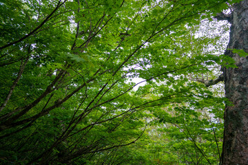 新潟県糸魚川市、妙高市にある火打山、妙高山の登山をしている風景 Scenery of climbing Mount Hiuchi and Mount Myoko in Itoigawa and Myoko City, Niigata Prefecture.