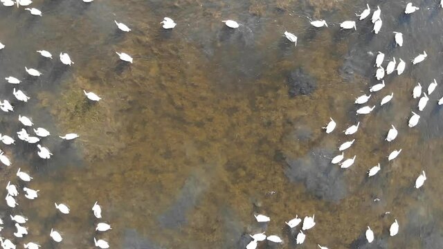 Kalmykia, nature reserve. Pelicans on the water.